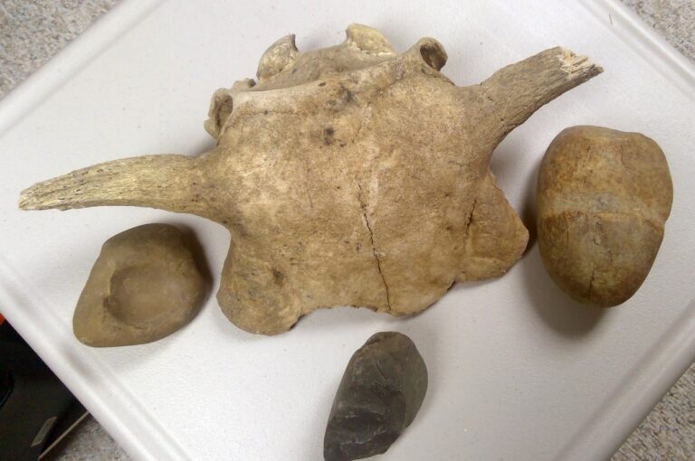 Bison skull & indigenous tools