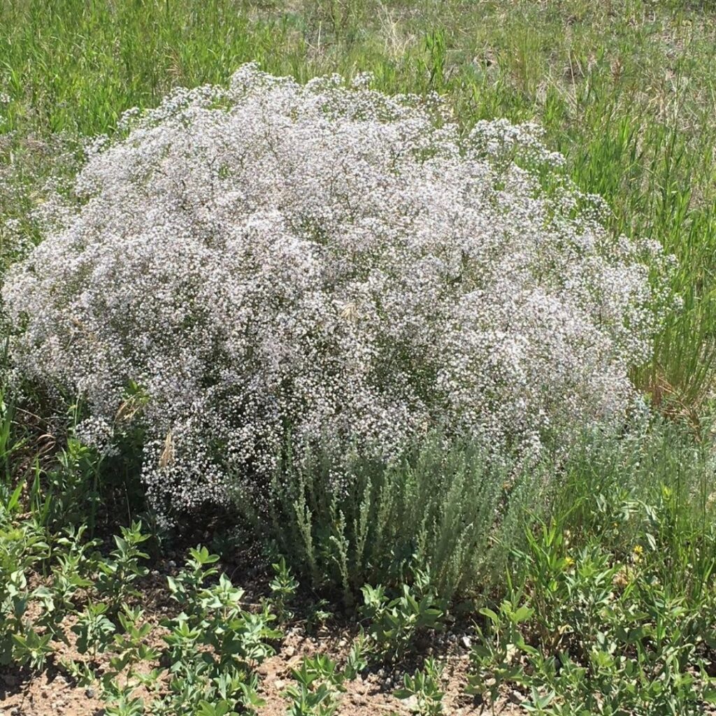 Noxious & invasive weed Common Baby’s Breathe › Village of Empress