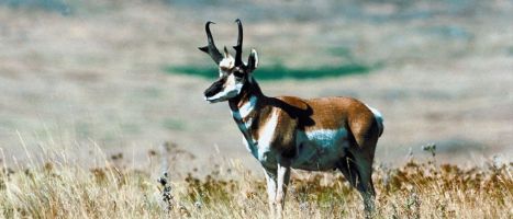 Pronghorn (Antilocapra americana)