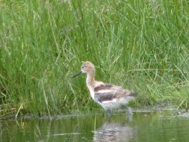 American Avocet baby (Recurvirostra americana)
