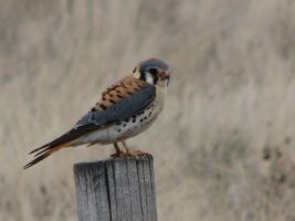 American Kestrel (Falco sparverius). AKA Sparrow Hawk