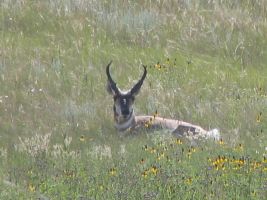 Antelope/Pronghorn (Antilocapra americana), in Yellow Coneflowers (Ratibida columnifera), AKA Prairie Coneflower