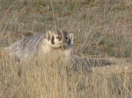 American Badger (Taxidea taxus)