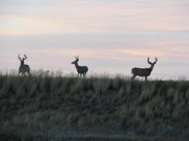 Big boys on the hill, white-tailed deer (Odocoileus virginianus)