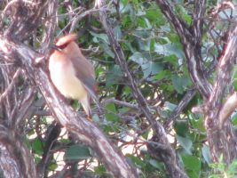 Bohemian Waxwing (Bombycilla garrulus)