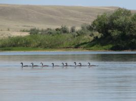 Canada Goose (Branta canadensis)
