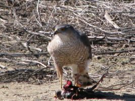 Coopers Hawk (Accipiter cooperii)