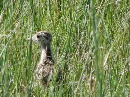Curlew baby (Numenius) 2