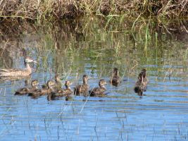 Ducklings