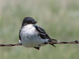 Eastern Kingbird (Tyrannus tyrannus)