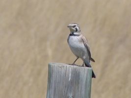 Female Horned Lark (Eremophila alpestris), AKA Shore Lark