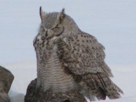 Great Horned Owl (Bubo virginianus)