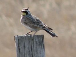 Male Horned Lark (Eremophila alpestris), AKA Shore Lark