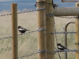 Lark Bunting (Calamospiza melanocorys)