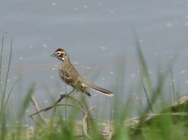 Lark Sparrow (Chondestes grammacus)