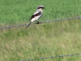 Loggerhead Shrike (Lanius ludovicianus)