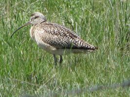 Long-billed Curlew (Numenius americanus)