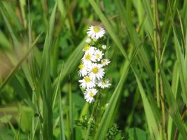 Many Flowered Aster (Symphyotrichum ericoides [formerly Aster ericoides]). AKA White Heath Aster, Frost Aster, Heath Aster