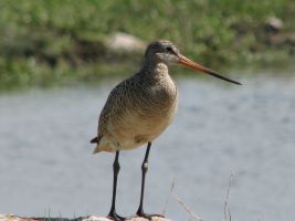 Marbled Godwit (Limosa fedoa)