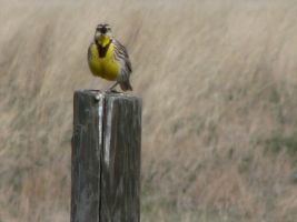 Western Meadowlark (Sturnella neglecta)