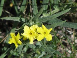 Narrowleaf Puccoon (Lithospermum incisum). AKA Fringed Puccoon