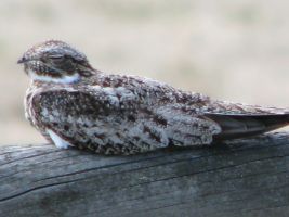 Nighthawk (Chordeilinae)