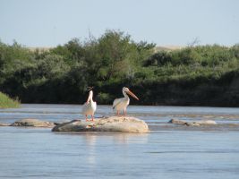 American White Pelicans (Pelecanus erythrorhynchos)