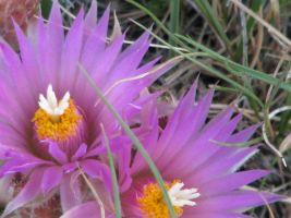 Ball Cactus (Coryphantha vivipara). AKA Pincushion Cactus
