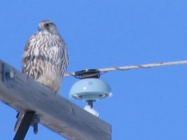 Prairie Falcon (Falco mexicanus)