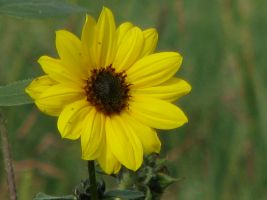 Prairie Sunflower (Helianthus petiolaris). AKA Stiff Sunflower