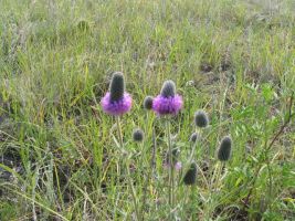 Purple Prairie Clover (Dalea purpurea)