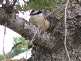 Red-breasted Nuthatch (Sitta canadensis)