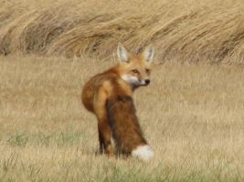 Red Fox (Vulpes vulpes)