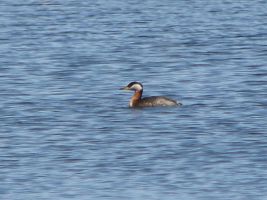 Red-necked Grebe (Podiceps grisegena)
