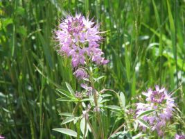 Rocky Mountain Beeplant (Cleome serrulata). AKA Rocky Mountain Beeweed, Stinking-clover, Bee Spider-flower, Skunk Weed, Navajo Spinach, Guaco