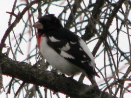 Rose-breasted Grosbeak (Pheucticus ludovicianus)
