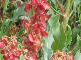 Sand Dock (Rumex venosus). AKA Veiny Dock, Winged Dock, Wild-begonia 2