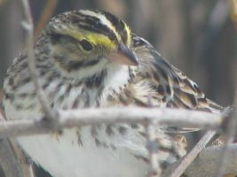 Savannah Sparrow (Passerculus sandwichensis)