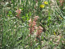 Scarlet Gaura (Oenothera suffrutescens). AKA Scarlet Beeblossom