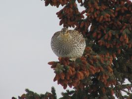 Sharp-tailed Grouse (Tympanuchus phasianellus)