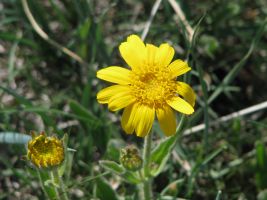 Shining Arnica (Arnica fulgens)