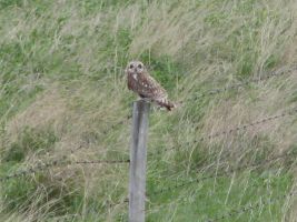 Short-eared Owl (Asio flammeus)