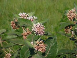 Showy Milkweed (Asclepias speciosa)