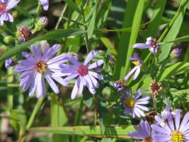 Smooth Blue Aster (Symphyotrichum laeve [formerly Aster laevis]). AKA Smooth Aster, Smooth-leaved Aster, Glaucous Michaelmas-daisy, Glaucous Aster