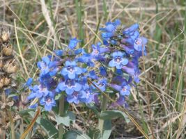 Smooth Blue Beardtongue (Penstemon nitidus)