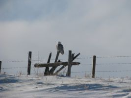 Snowy Owl on fence (Bubo scandiacus)