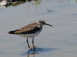 Solitary Sandpiper (Tringa solitaria)