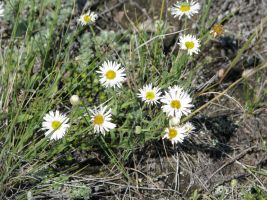Tufted Fleabane (Erigeron caespitosus)