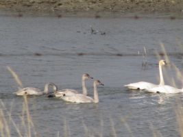 Tundra Swan (Cygnus columbianus)