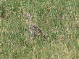 Upland Sandpiper (Bartramia longicauda)
